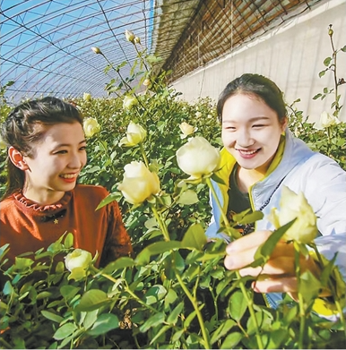 1761819392361320.png 辽中区玫瑰种植基地,.png