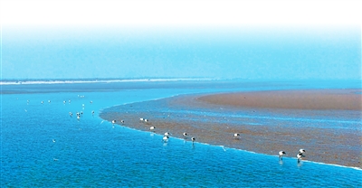 1762330127540008.jpg 觅食的丹顶鹤。.jpg