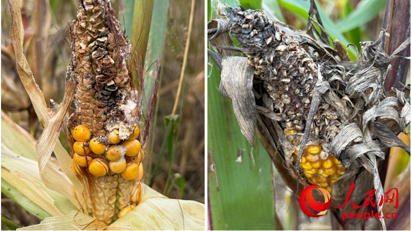 1762336769751753.png 10月23日,在山西运城万荣县裴庄镇,田.png