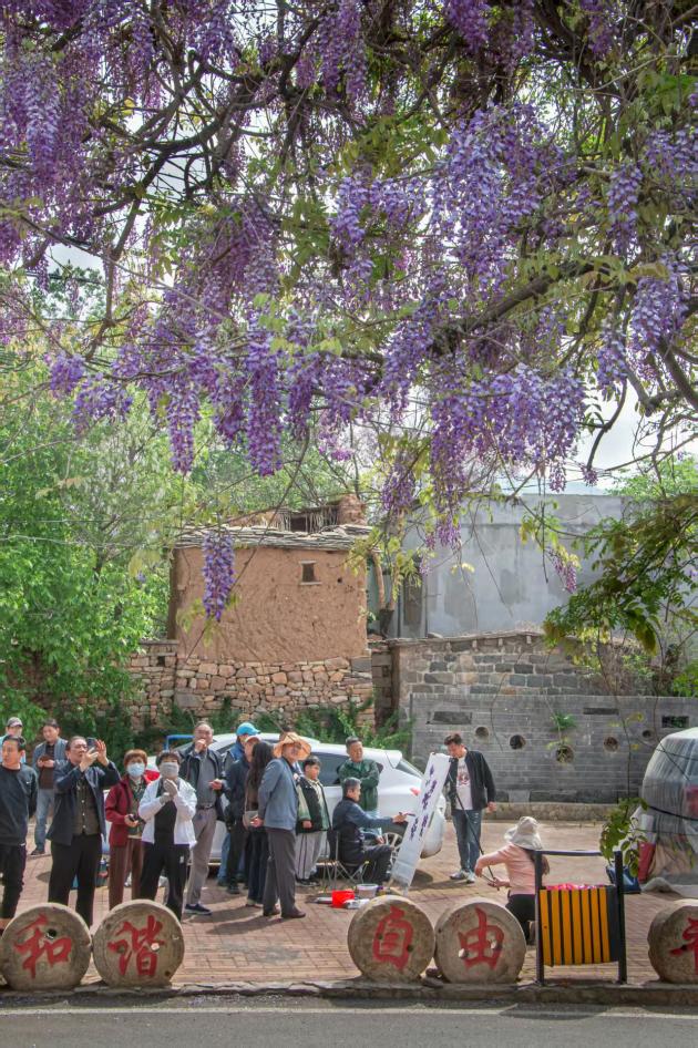 藤花峪村紫藤花开。.jpg