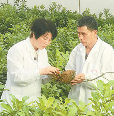 1764050224980625.jpg 容县沙田柚试验站站长曾少兰.jpg