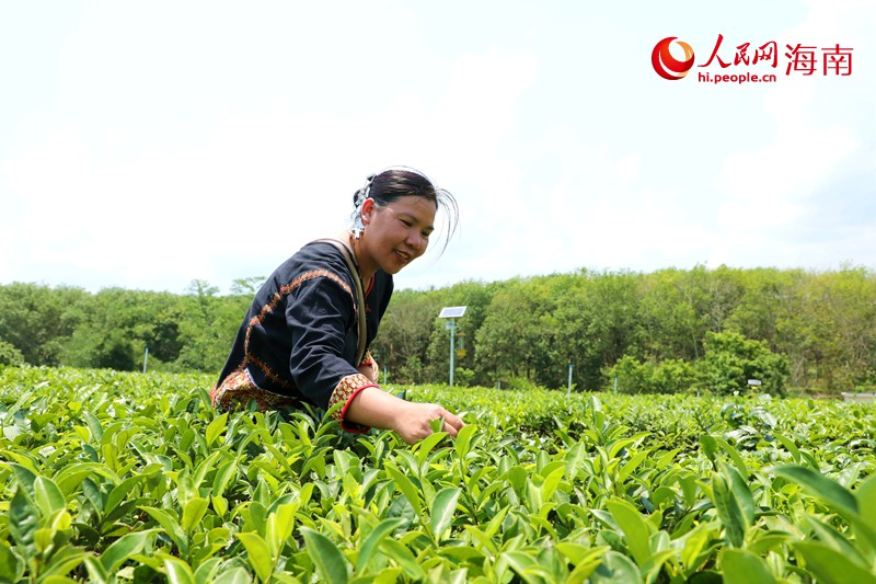 1764241342253661.jpg 符小芳在五里路有机茶园采茶。.jpg