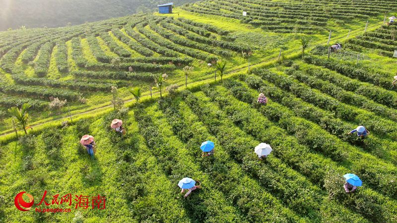 1764241504124165.jpg 工人在茶园里采茶。人民网记者 符武平摄.jpg