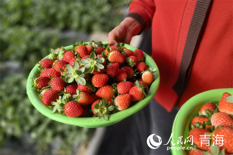 湟源县城关镇涌兴村草莓“抢.png