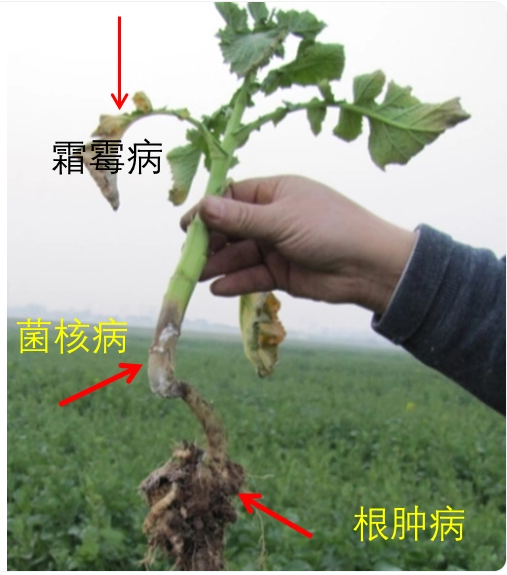 油菜多种病害兼发较普遍.png