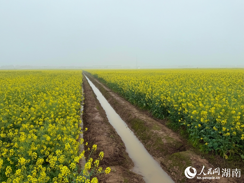 岳阳县中洲油菜大面积单产.jpg